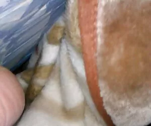 美洲狮是一个奇怪的轨道的人肉 纯旁遮普性感的视频